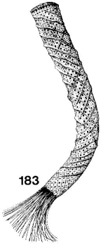 Hexactinellida