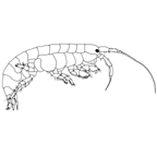 <i>Cymadusa munnu</i> Poore & Lowry, 1997