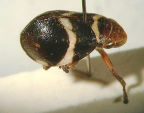 <I>Bathylus albicinctus</I> (Erichson), adult.