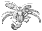 <em>Dardanus setifer</em> [from Alcock 1905: pl. 8 fig. 3]