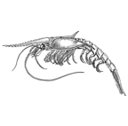 <I>Neognathophausia gigas</I>
