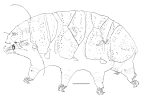 Echiniscidae: <i>Bryochoerus</i> sp., female [scale bar =20 µ]