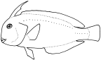 Labridae: Labrinae