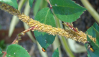 Rose Aphids, Perth