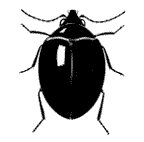 Scirtoidea