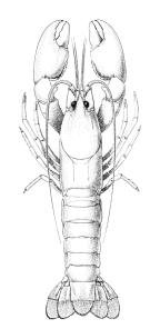 <em>Cherax preissii</em>