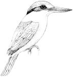 <I>Todiramphus (Todiramphus) sanctus</I>