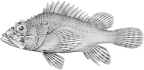 Scorpaenidae: Scorpaeninae