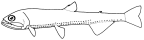 Phosichthyidae