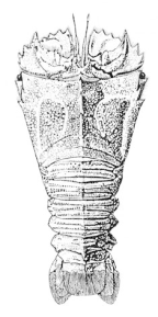 <em>Thenus orientalis</em>