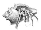 <em>Clibanarius padavensis</em> [from de Man 1888: pl. 16 fig. 1]