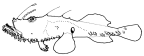 Lophiidae