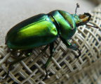 Lucanidae, male. Rowville, Victoria