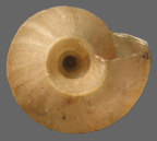 <em>Dignamoconcha dulcissima</em>, ventral view.