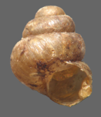 <em>Pupisoma porti</em>, apertural view. Height of shell: 2 mm