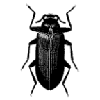 Byrrhoidea