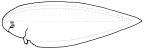 Cynoglossidae