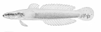 <I>Xenisthmus clarus</I> from holotype of <I>Xenisthmus proriger</I>