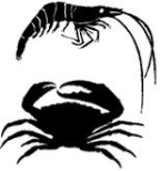 Decapoda