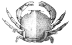 <em>Austrodromidia octodentata</em> (half denuded to show carapace teeth) [from Rathbun 1923: pl. 41]