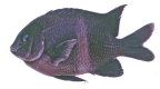 <I>Parma unifasciata</I> from NSW