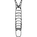 <I>Cleantioides striata</I>