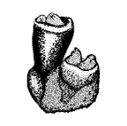 Tunicata