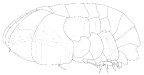<em>Izinkala griffithsi</em>
