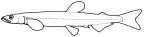 Galaxiidae: <I>Lovettia</I>