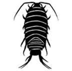 Isopod