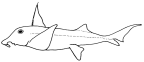 Callorhinchidae