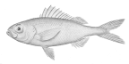 Holotype of <I>Plagiogeneion macrolepis</I>