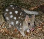 Eastern Quoll, nr Scamander, Tasmania
