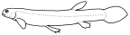 Caption:Galaxiidae: Lepidogalaxiidae