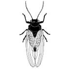 Psyllidae