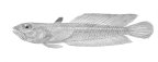 <I>Acanthaphritis grandisquamis</I>