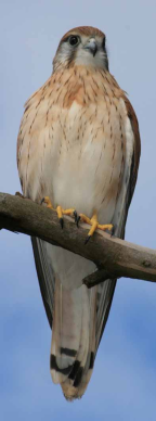 Nankeen Kestrel