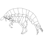 <I>Vibilia robusta</I>