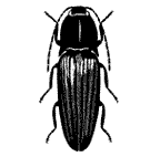 Elateroidea