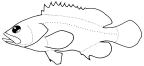 Serranidae: Epinephelinae: Epinephelini