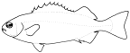 Terapontidae