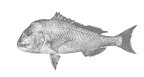 <I>Chrysophrys auratus</I>