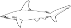 Sphyrnidae: lateral view