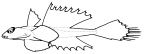 Callionymidae