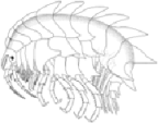 <I>Iphimedia crenulata</I>, a non-Australian species.