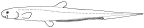 Notacanthidae: <I>Lipogenys</I>