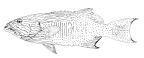 <I>Plectropomus oligacanthus</I>