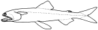 Synodontidae: Harpadontinae: <I>Harpadon</I>
