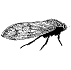 Tettigarctidae