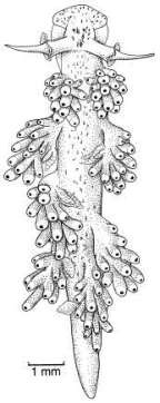 Family Dotidae. <i>Doto ostenta</i>.(from Beesley, Ross & Wells 1998) [S. Weidland]